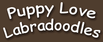 Puppy Love Labradoodles - Labradoodle Edmonton