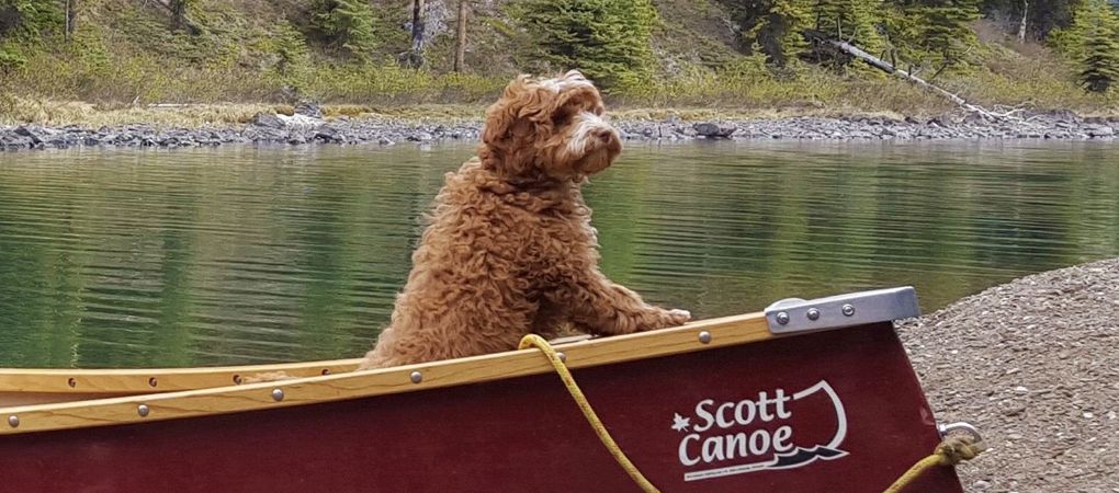 Labradoodle Breeder Alberta